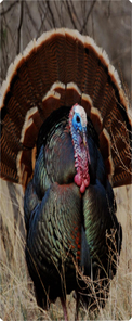 Gone Hunting (Turkey)